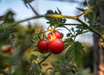 Un'estate indimenticabile